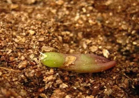 多肉植物虹之玉叶插教程2