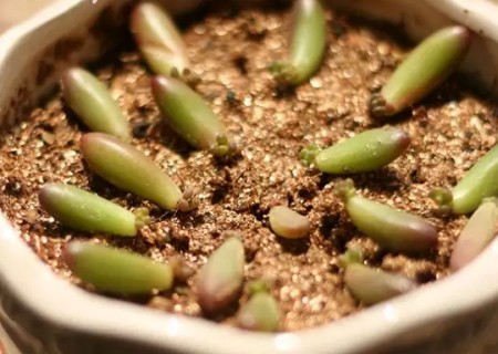 多肉植物虹之玉叶插教程6