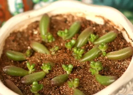 多肉植物虹之玉叶插教程7