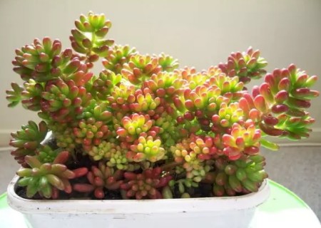 多肉植物虹之玉叶插教程1