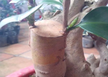 盆栽桂花靠接技术图解11