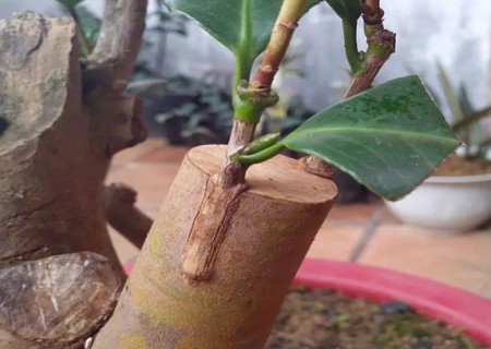 盆栽桂花靠接技术图解1