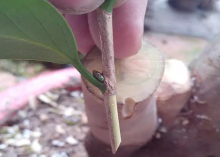 盆栽桂花靠接技术图解4