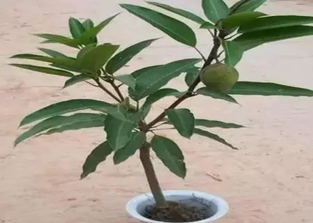 盆栽芒果树怎么嫁接