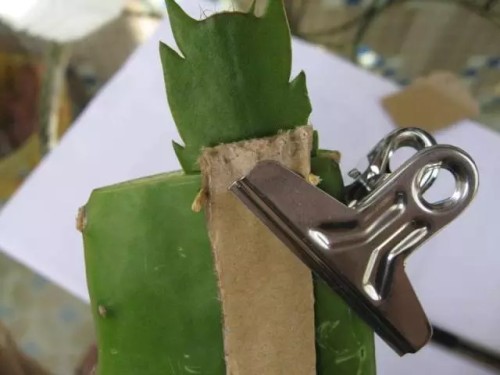 仙人掌嫁接蟹爪兰7