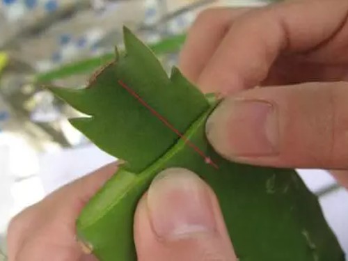 仙人掌嫁接蟹爪兰5