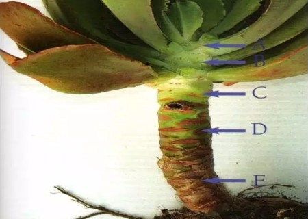 多肉植物砍头繁殖教程2