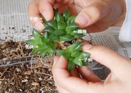 多肉玉露怎么分株繁殖