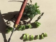 多肉玉露叶插繁殖方法