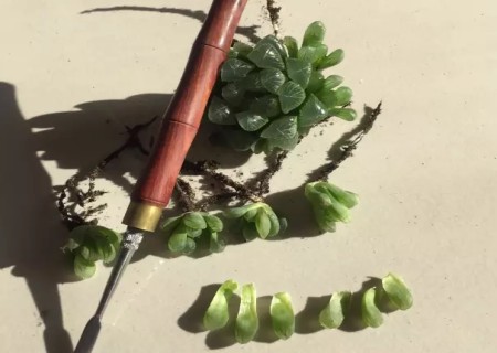 多肉玉露叶插繁殖方法1