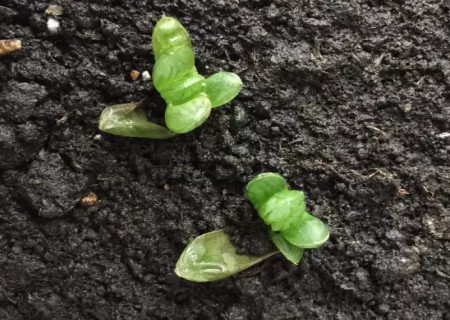 多肉玉露叶插繁殖方法7