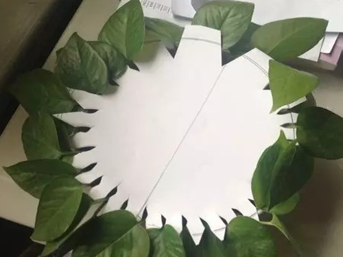 绿萝水培扦插3