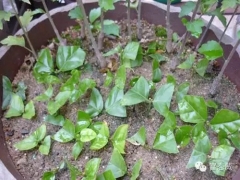 盆栽菊花的繁殖方法