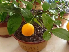 柠檬盆栽培育方法-盆栽柠檬树繁殖方法