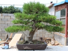 油松容器育苗技术