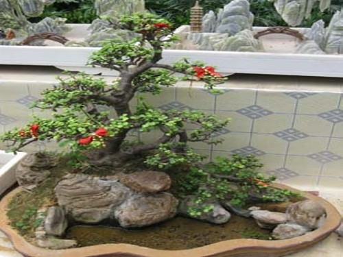 金枝玉叶盆景