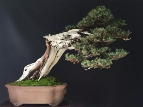 刺柏盆景