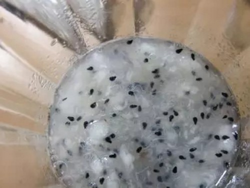 火龙果盆栽育苗方法3