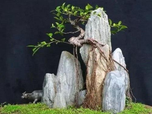 榕树盆景气根培养