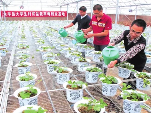 盆栽草莓育苗技术1