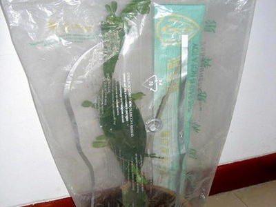 蟹爪兰嫁接技术图解5