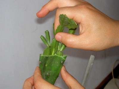 蟹爪兰嫁接技术图解3