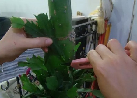 蟹爪兰嫁接技术图解10