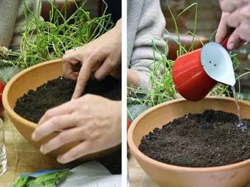 紫荆的繁殖方法