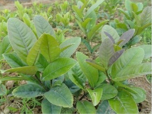 紫荆育苗技术