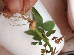 蔷薇的繁殖方法