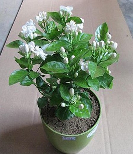 玉兰花怎么繁殖