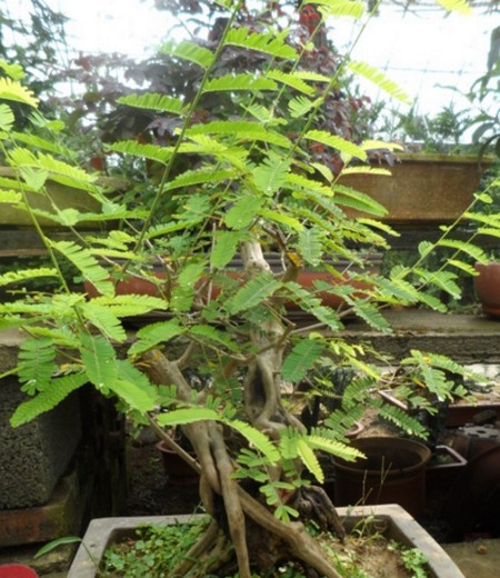 合欢盆栽图片