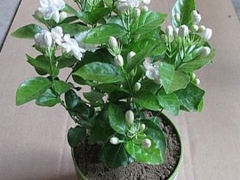 玉兰花怎么繁殖