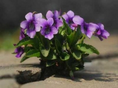 紫花地丁育苗方法