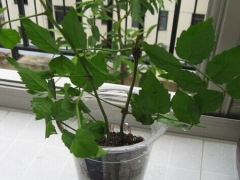 凌霄花的繁殖方法和幼苗管理
