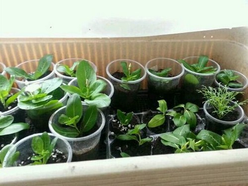 长春花育苗管理技术