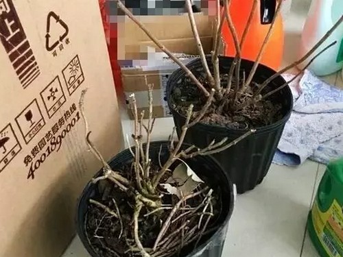 盆栽八仙花/绣球花的扦插方法2