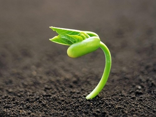 八仙花（绣球花）的繁殖方法