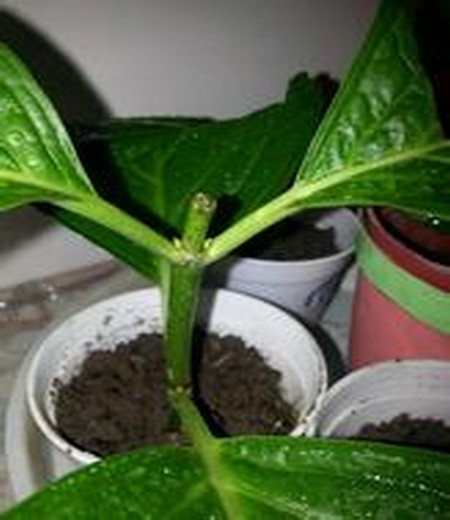采用芽插法插枝繁殖绣球花的方法