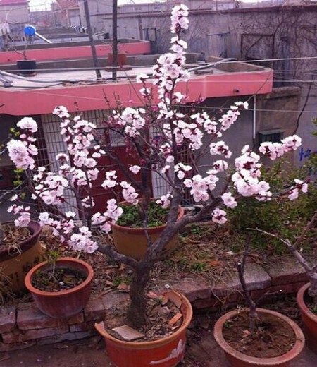 杏花盆栽图片