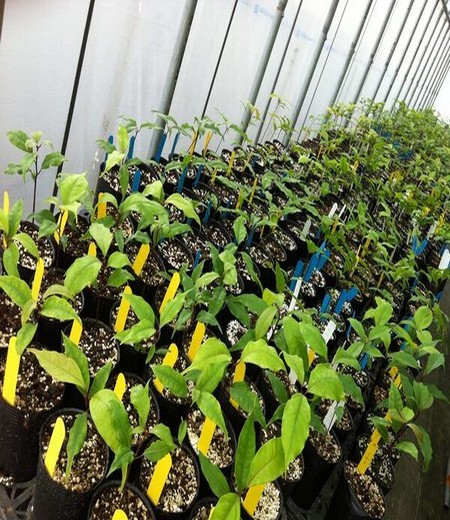 白芨冬季育苗防冻措施