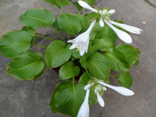 玉簪花盆栽图片
