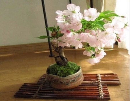 日本晚樱盆景图片
