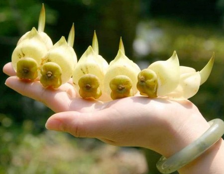 禾雀花图片