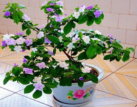 鸳鸯茉莉花盆栽图片