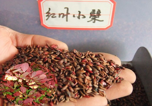 红叶小檗繁殖技术