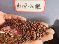 红叶小檗繁殖技术