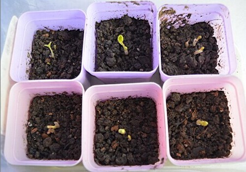 花毛茛催芽发根育苗图片