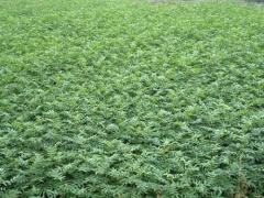 苗木出圃技术