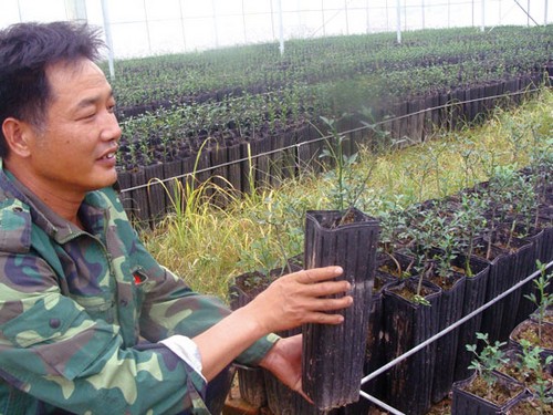 无病毒苗木繁育技术